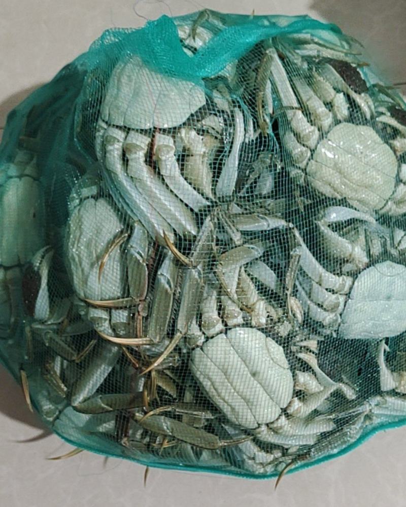 清水大闸蟹质量好成活率高