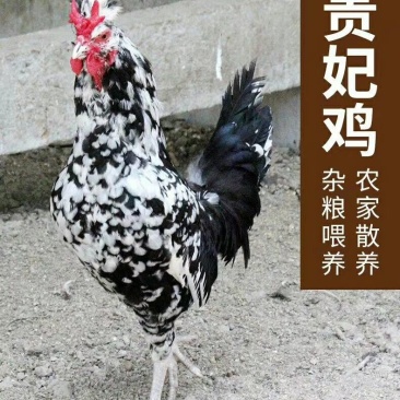 贵妃鸡贵妃鸡苗特价包邮！成年贵妃鸡大量出售！下蛋贵妃鸡