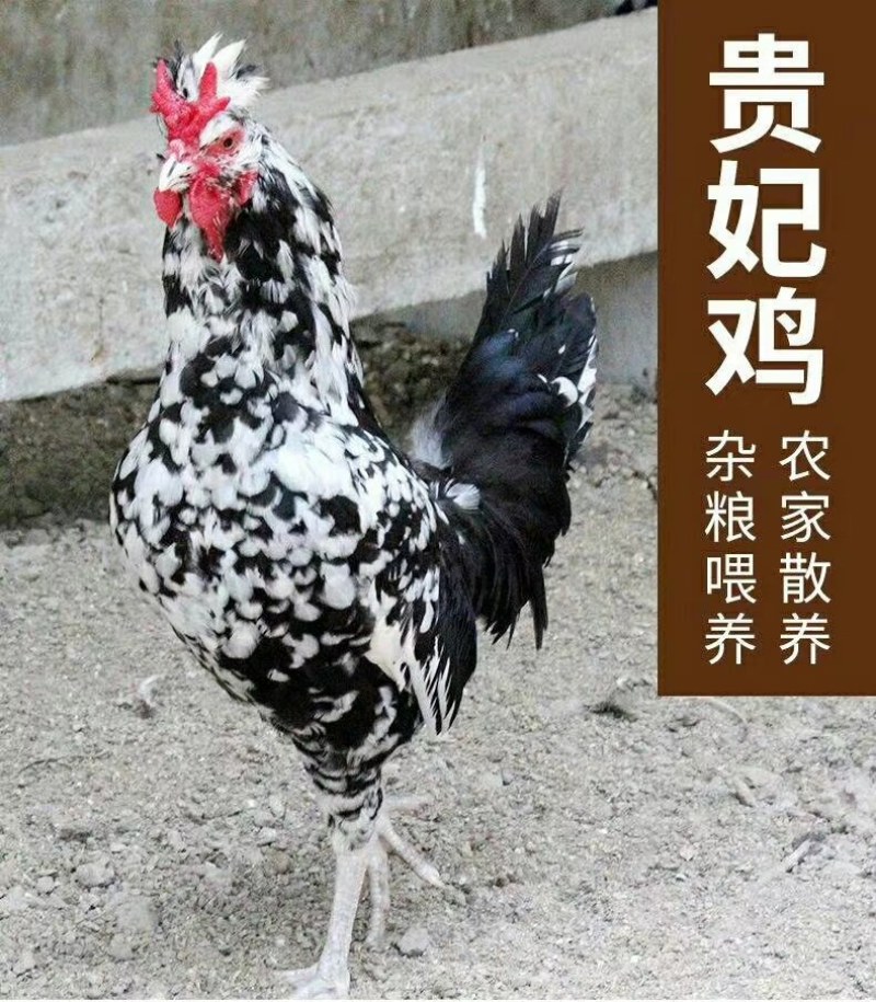 贵妃鸡贵妃鸡苗特价包邮！成年贵妃鸡大量出售！下蛋贵妃鸡
