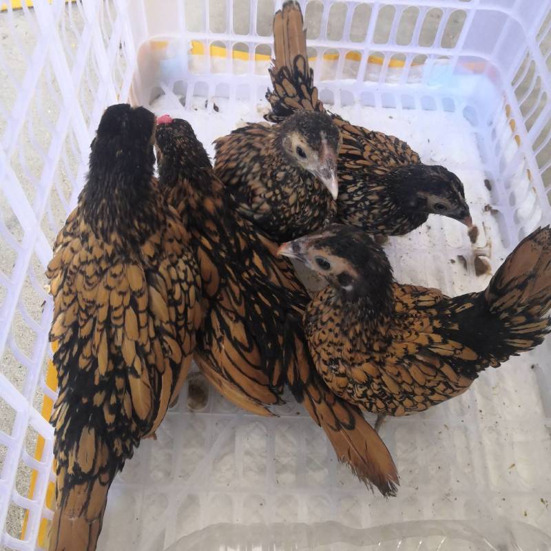元宝鸡种蛋受精可孵化种蛋观赏鸡种蛋