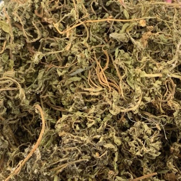 中药材鹅不食草货净无杂货品质量保证批发各种中药材