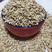 中药材浮小麦无硫新货货品质量保证批发各种中药材