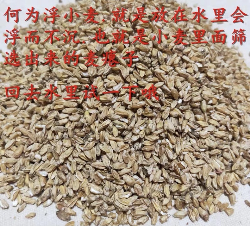 中药材浮小麦无硫新货货品质量保证批发各种中药材