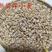 中药材浮小麦无硫新货货品质量保证批发各种中药材