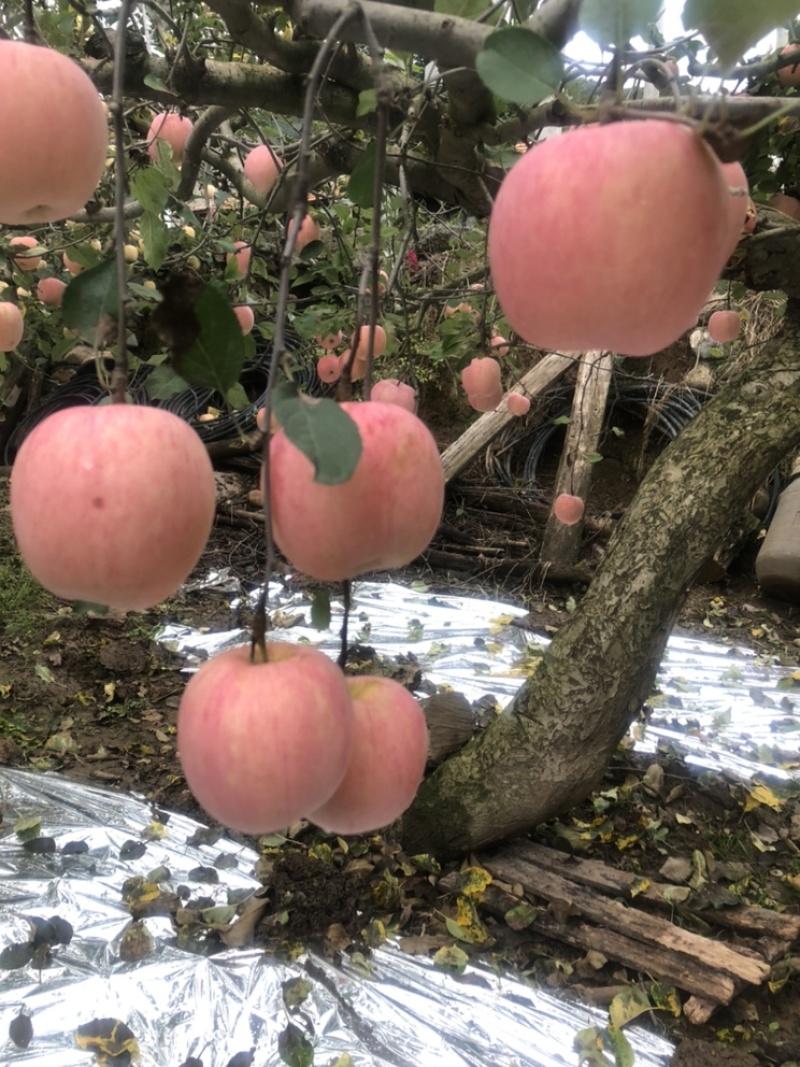 陕西宝鸡凤县红富士，脆甜可口