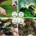 野生地皮菜甘肃陇西农户自采产地直发纯野生地皮菜