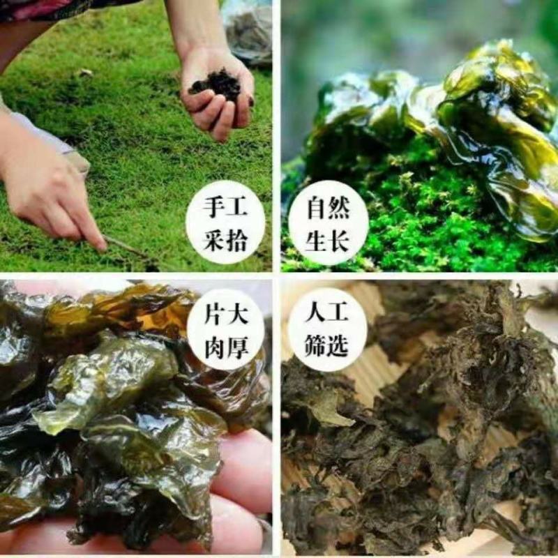 野生地皮菜甘肃陇西农户自采产地直发纯野生地皮菜
