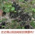 野生地皮菜甘肃陇西农户自采产地直发纯野生地皮菜