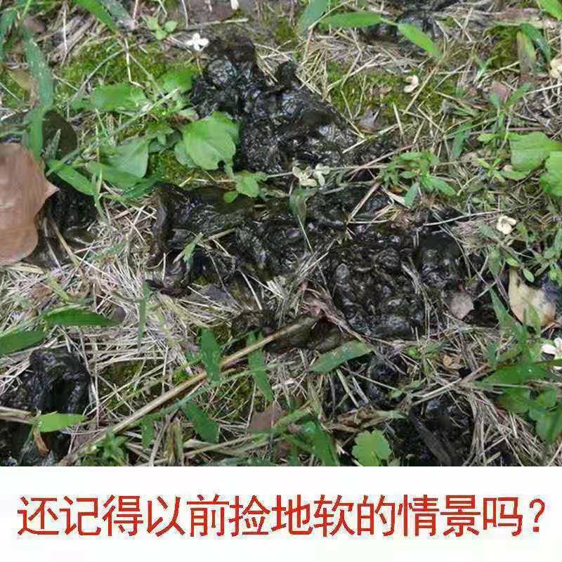 野生地皮菜甘肃陇西农户自采产地直发纯野生地皮菜
