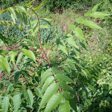 五倍子苗盐肤木苗易成活好管理