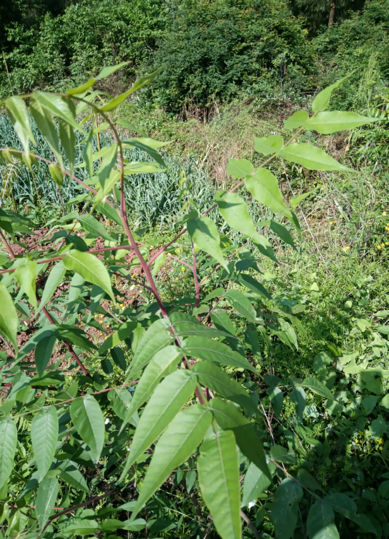 五倍子苗盐肤木苗易成活好管理