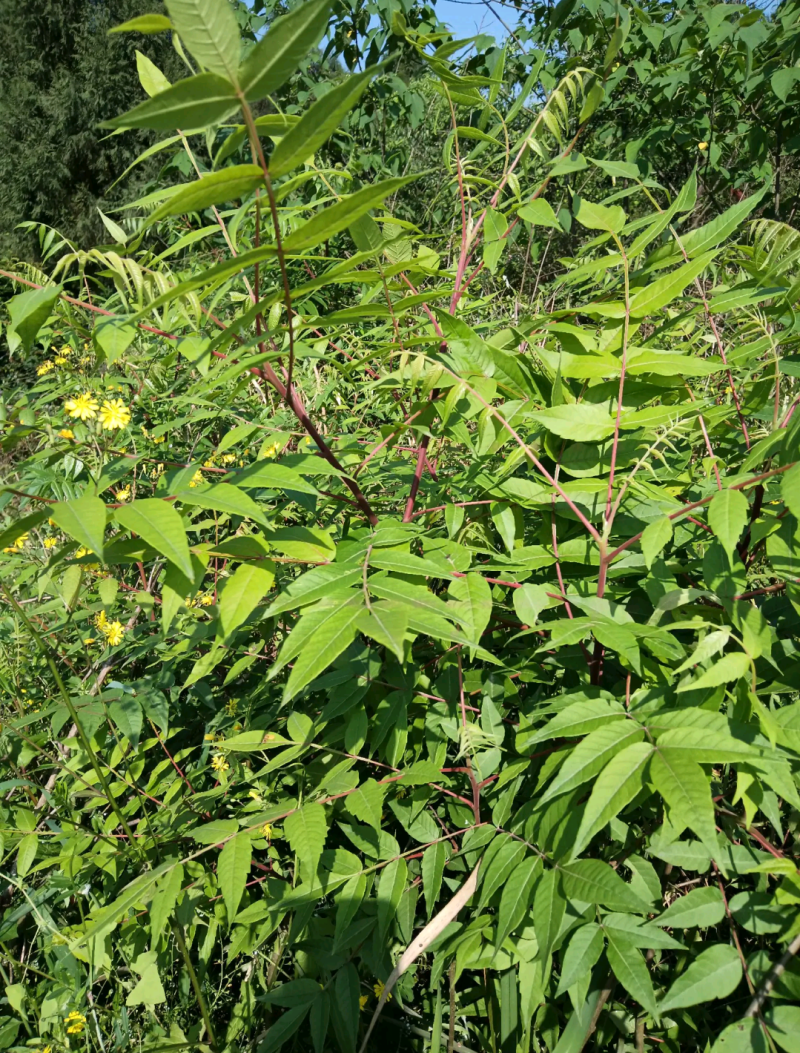 五倍子苗盐肤木苗易成活好管理