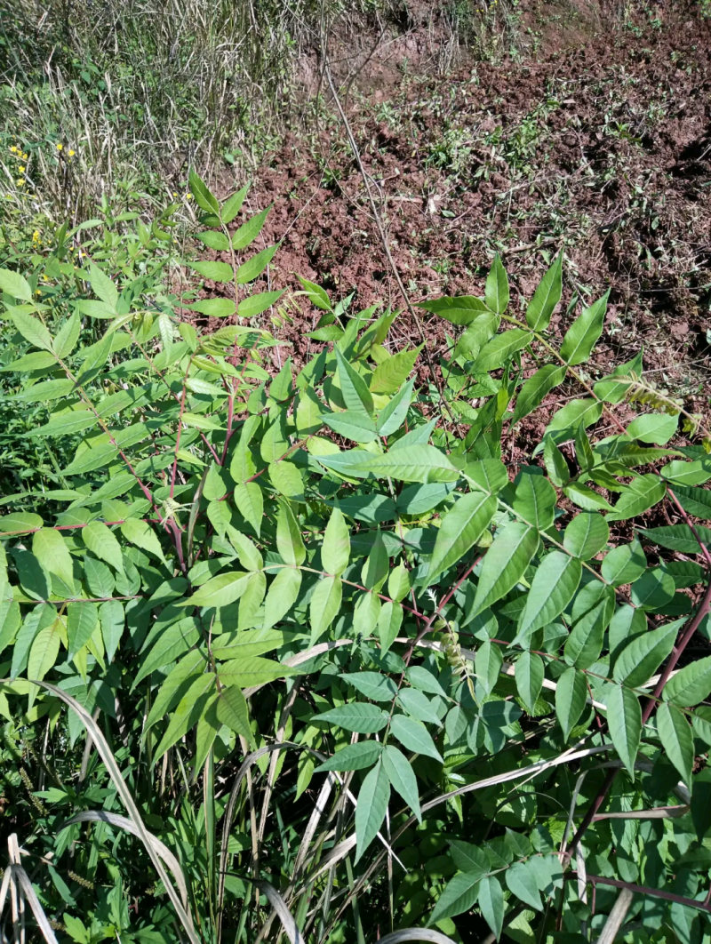 五倍子苗盐肤木苗易成活好管理