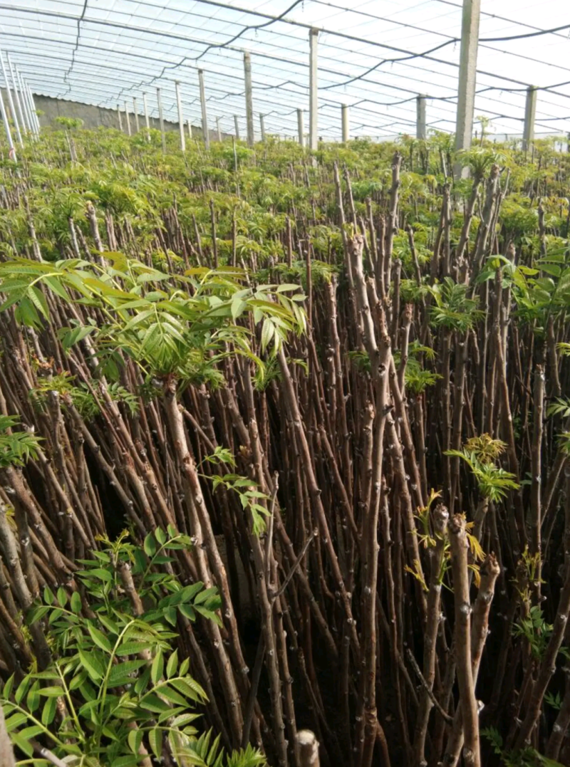 香椿苗红油香椿矮化香椿树地径0.6公分起