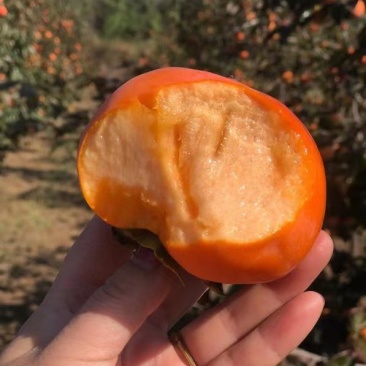 阳丰柿子水果柿子陕西脆柿子脆甜柿果个大阳丰脆柿子