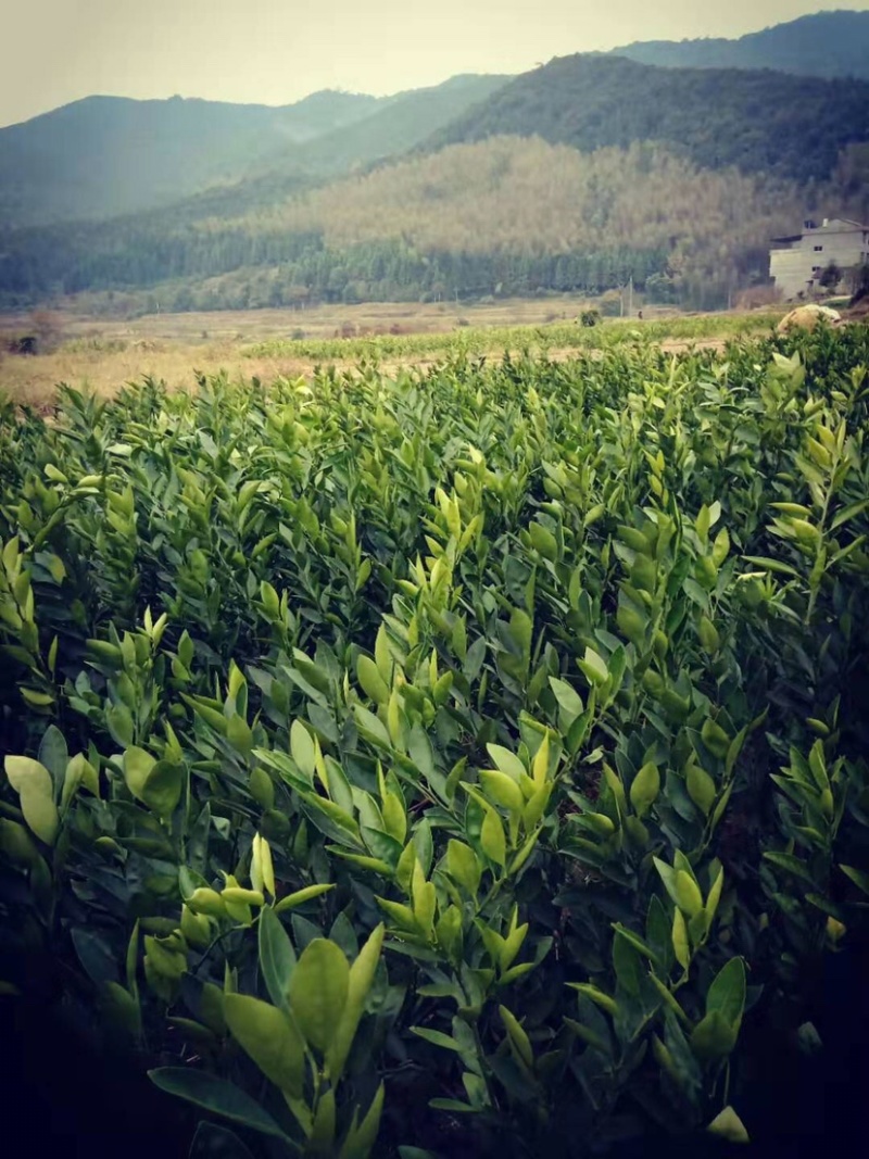特早熟柑橘苗