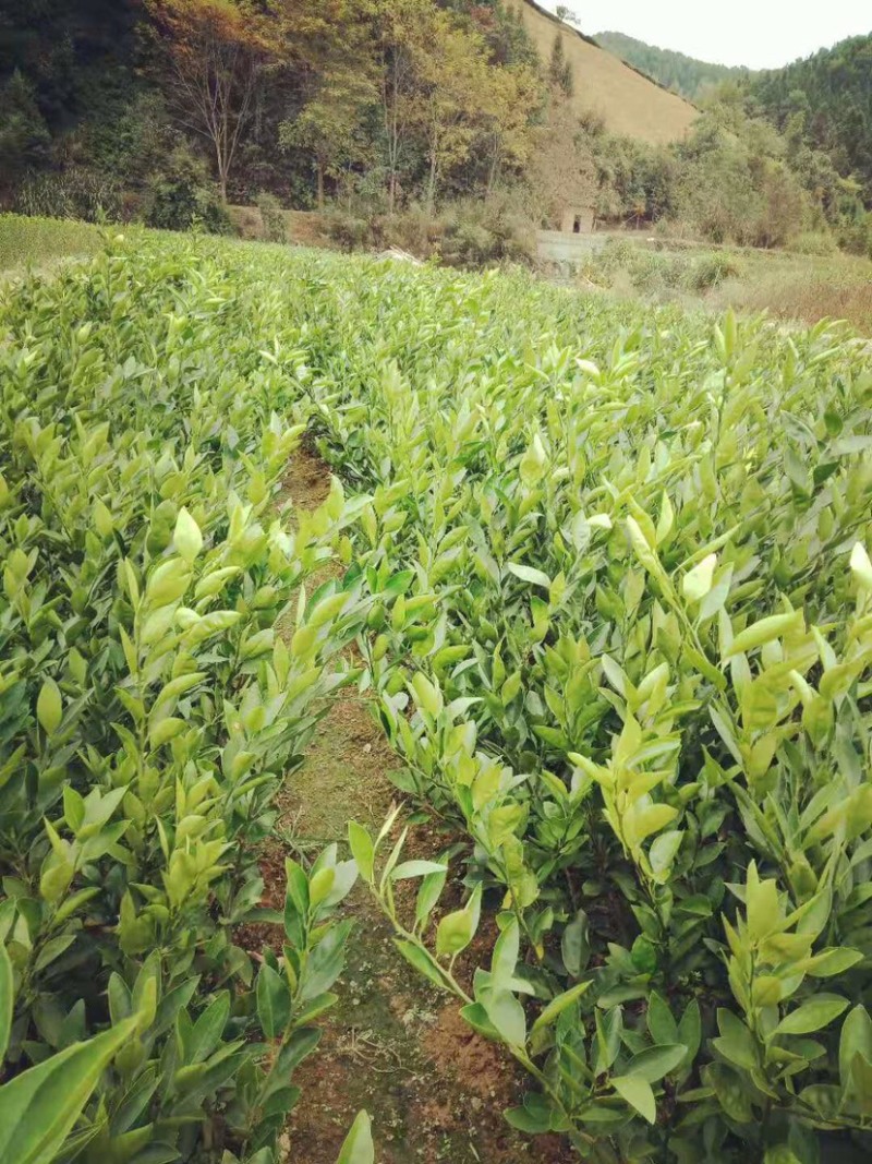 特早熟柑橘苗