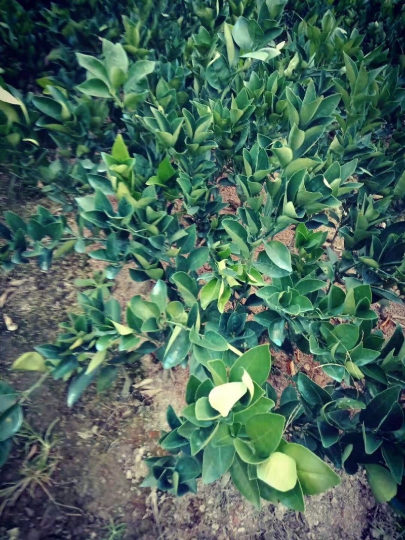 特早熟柑橘苗