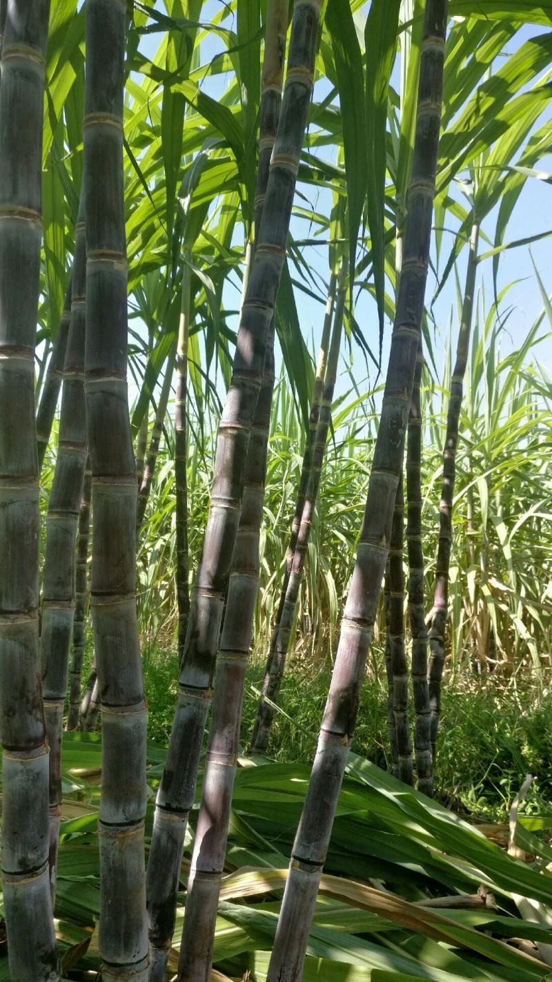 【新货上市】甘蔗/黑皮甘蔗/产地代办/量大从优/欢迎选购