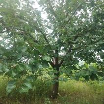 杏树，山杏树，油杏树，品种杏树，绿化工程专用！造林树