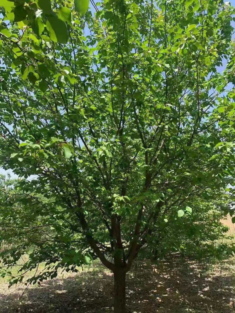 杏树，山杏树，油杏树，品种杏树，绿化工程专用！造林树