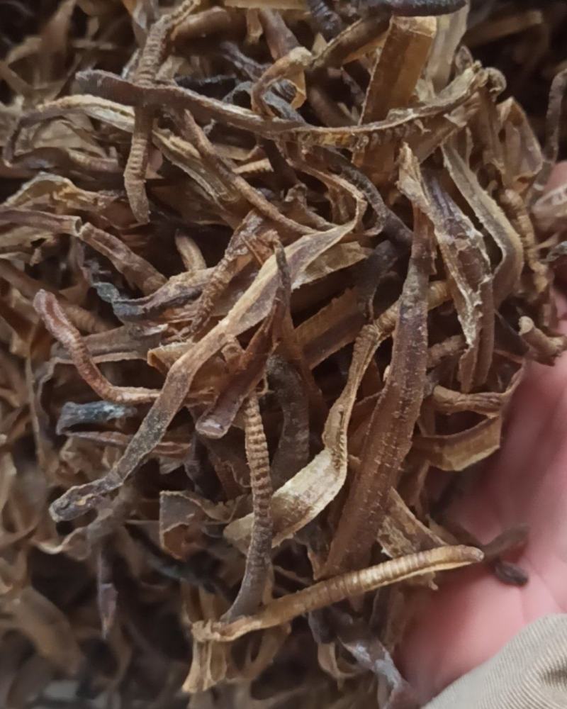 地龙小地龙中药材批发地龙质量保证量大从优