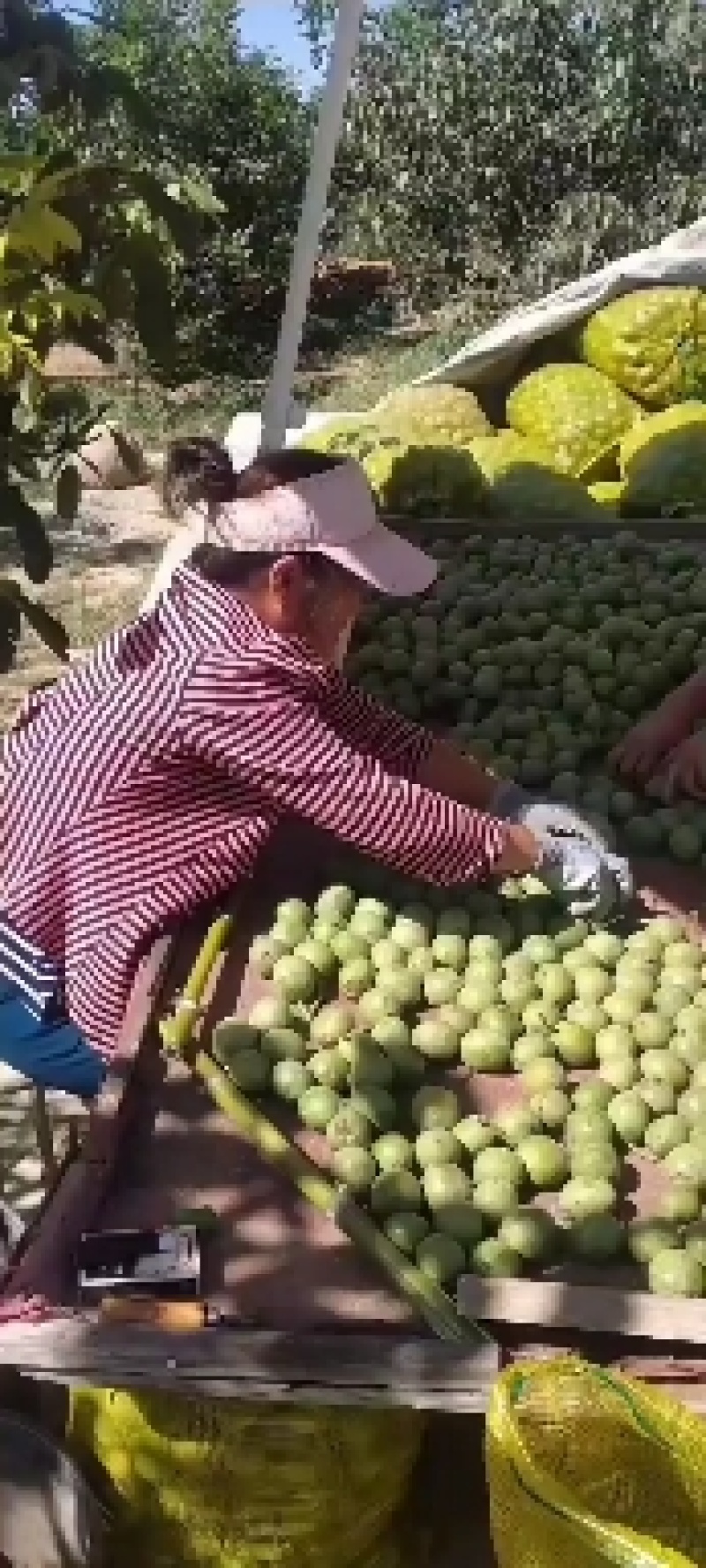 青皮，冷库礼品核桃湿核桃，承接电商商超代发代收，