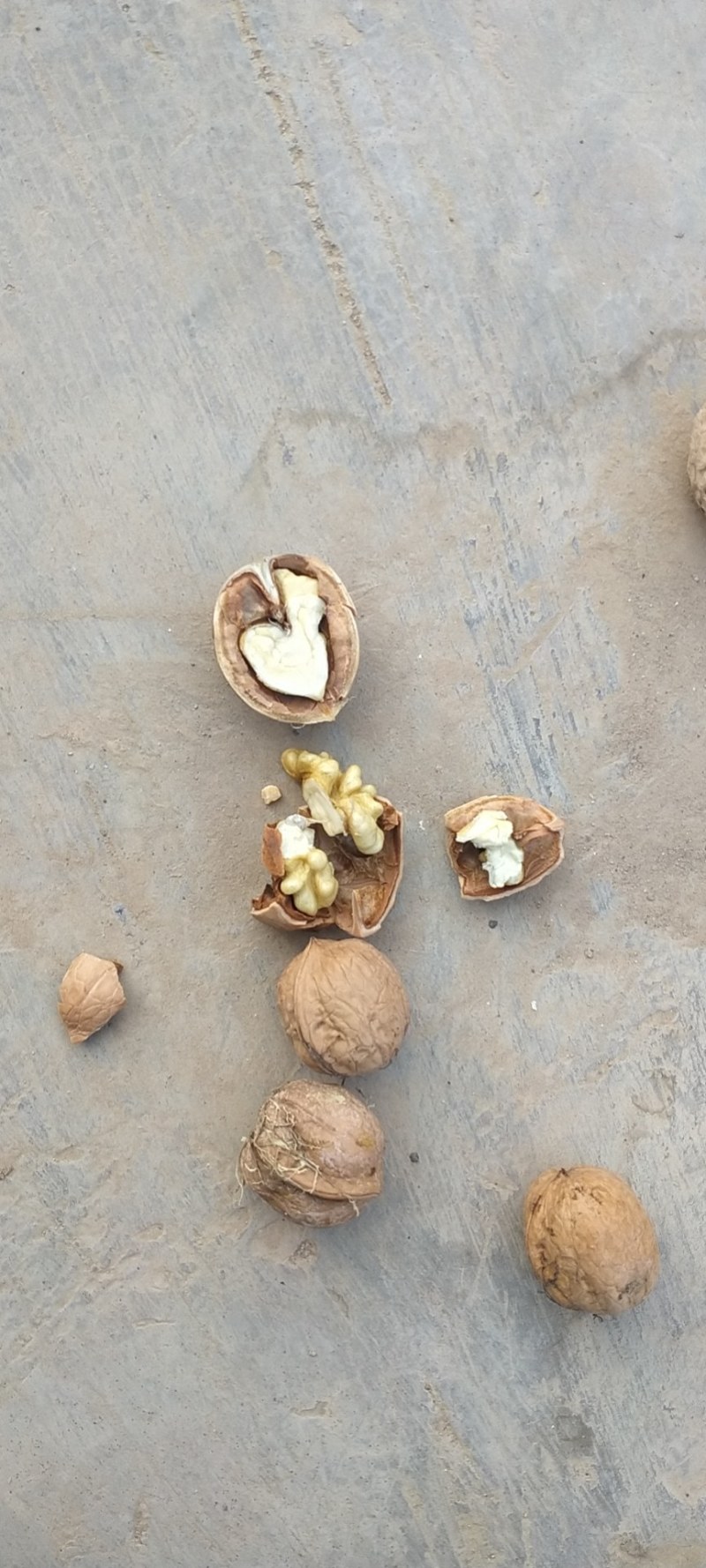 青皮，冷库礼品核桃湿核桃，承接电商商超代发代收，