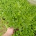 西洋杜鹃杨梅红花苗比利时杜鹃花四季开花盆栽花卉植物