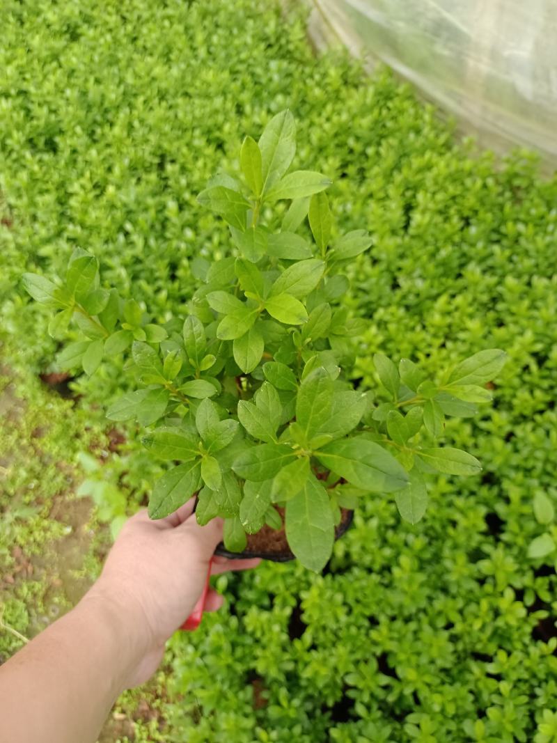 西洋杜鹃杨梅红花苗比利时杜鹃花四季开花盆栽花卉植物