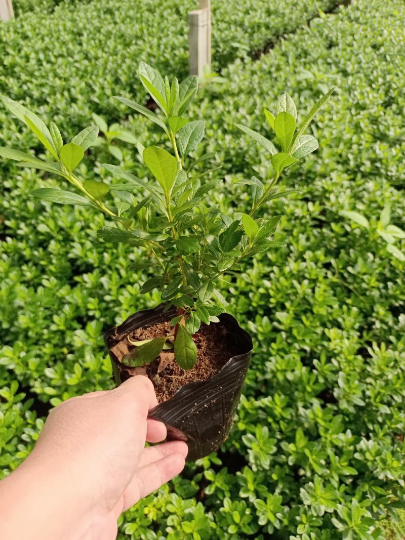 西洋杜鹃杨梅红花苗比利时杜鹃花四季开花盆栽花卉植物