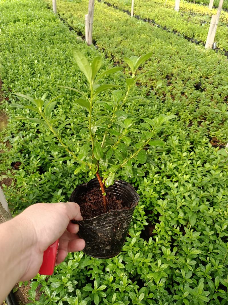 西洋杜鹃杨梅红花苗比利时杜鹃花四季开花盆栽花卉植物