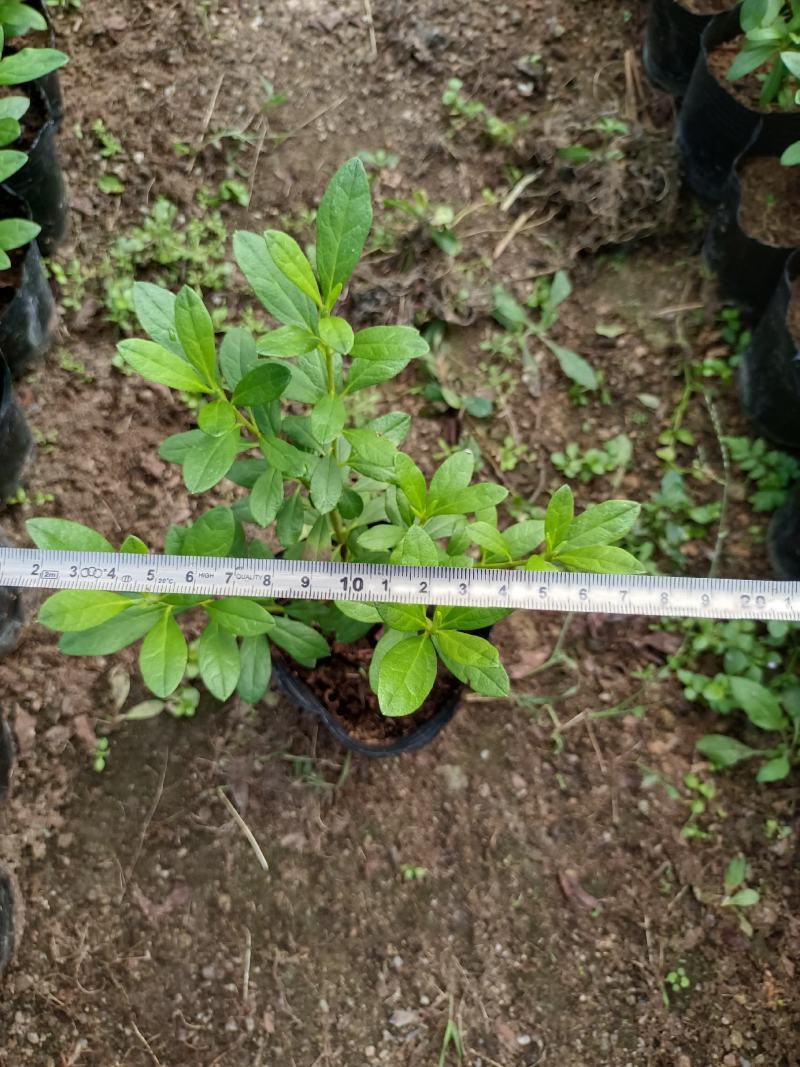 西洋杜鹃杨梅红花苗比利时杜鹃花四季开花盆栽花卉植物