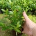 西洋杜鹃杨梅红花苗比利时杜鹃花四季开花盆栽花卉植物