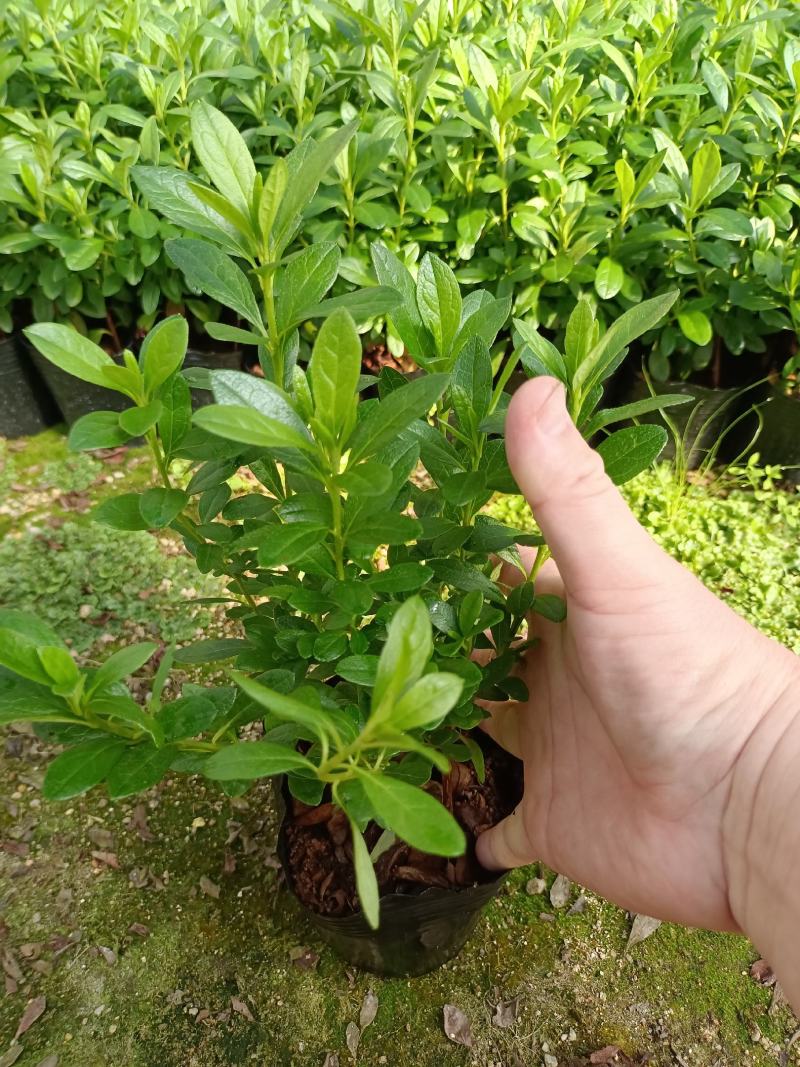 西洋杜鹃杨梅红花苗比利时杜鹃花四季开花盆栽花卉植物
