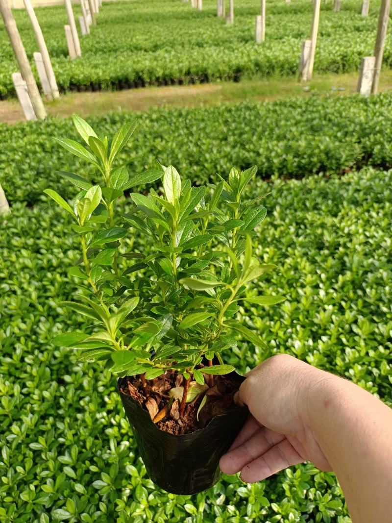 西洋杜鹃杨梅红花苗比利时杜鹃花四季开花盆栽花卉植物