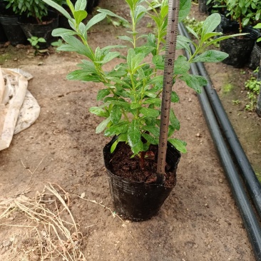 西洋杜鹃杨梅红花苗比利时杜鹃花四季开花盆栽花卉植物