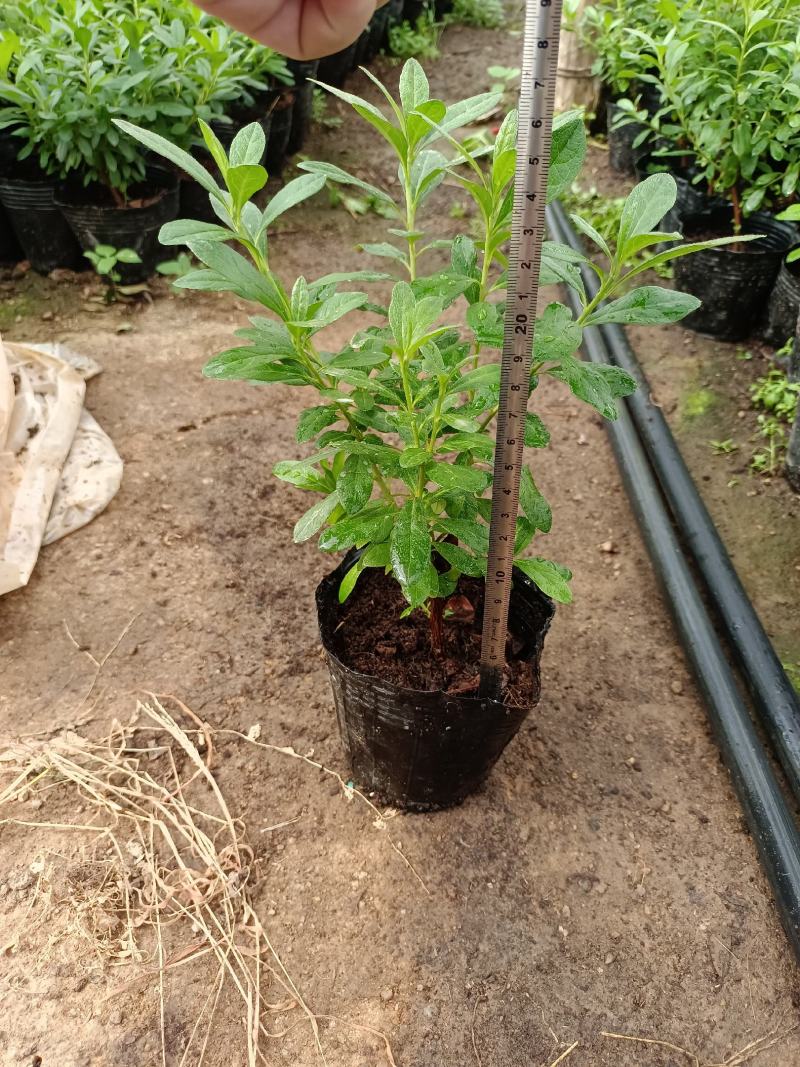 西洋杜鹃杨梅红花苗比利时杜鹃花四季开花盆栽花卉植物