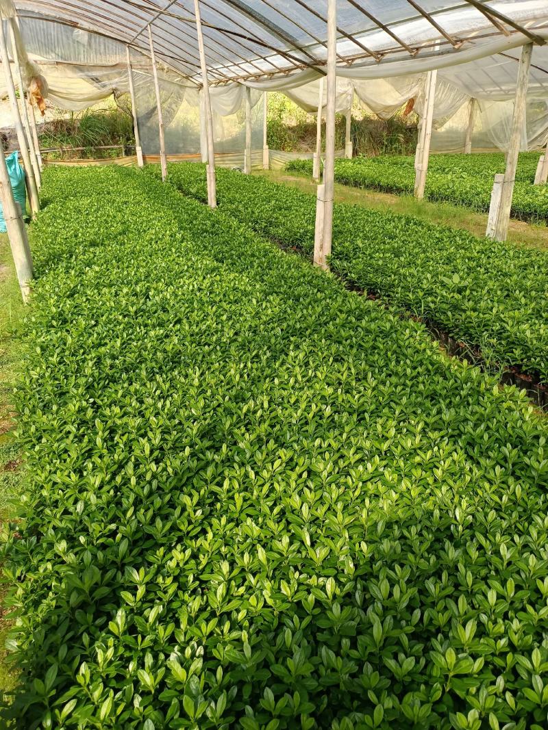 西洋杜鹃杨梅红花苗比利时杜鹃花四季开花盆栽花卉植物