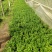 西洋杜鹃杨梅红花苗比利时杜鹃花四季开花盆栽花卉植物