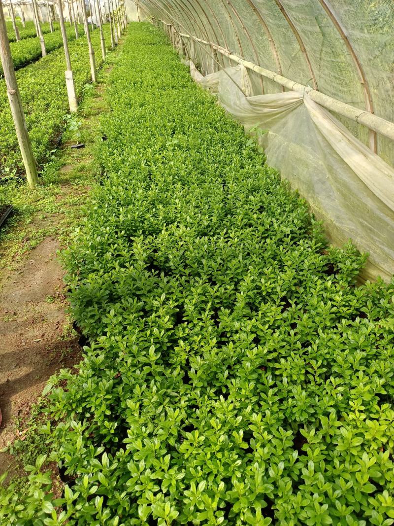 西洋杜鹃杨梅红花苗比利时杜鹃花四季开花盆栽花卉植物