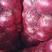 【洋葱】紫皮洋葱二红高标分拣发各大市场平台货