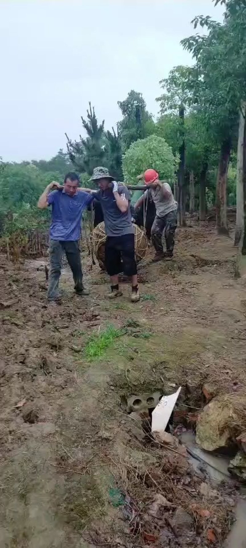 香樟，河南香樟基地直销，移植香樟成活率高，河南潢川香樟基