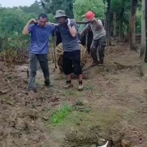 香樟，河南香樟基地直销，移植香樟成活率高，河南潢川香樟基