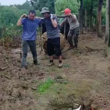 香樟，河南香樟基地直销，移植香樟成活率高，河南潢川香樟基
