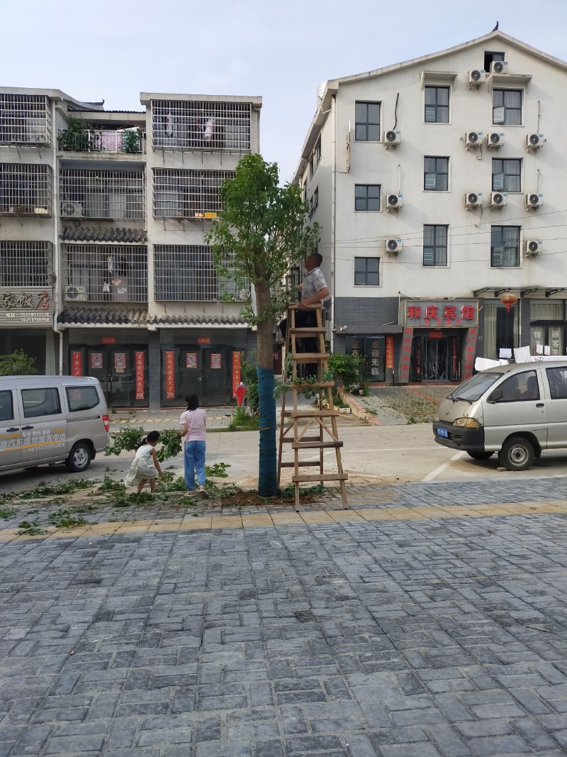 香樟，河南香樟基地直销，移植香樟成活率高，河南潢川香樟基