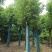 香樟，河南香樟基地直销，移植香樟成活率高，河南潢川香樟基