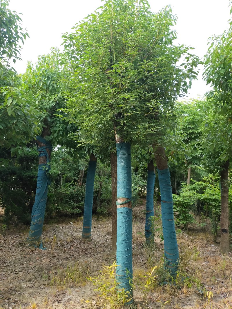香樟，河南香樟基地直销，移植香樟成活率高，河南潢川香樟基