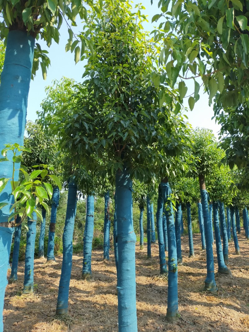 香樟，河南香樟基地直销，移植香樟成活率高，河南潢川香樟基