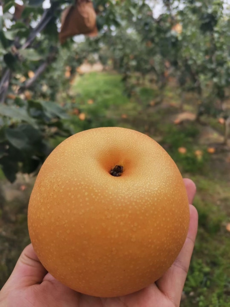 秋月梨